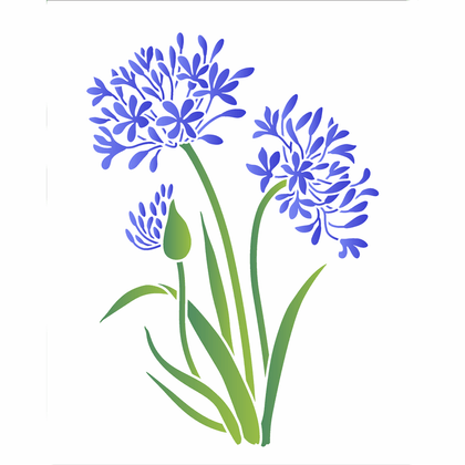 3440---20X25-Simples---For-Agapanthus